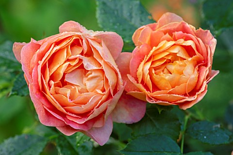 ASHCOMBE_SURREY_PLANT_PORTRAIT_OF_ORANGE_FLOWERS_OF_ROSE_ROSA_LADY_EMMA_HAMILTON_DECIDUOUS_ROSES_JUN