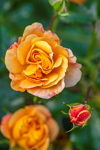 ASHCOMBE_SURREY_PLANT_PORTRAIT_OF_ORANGE_YELLOW_FLOWERS_OF_ROSE_ROSA_LADY_OF_SHALLOT_DECIDUOUS_ROSES