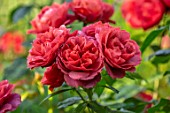 ASHCOMBE, SURREY: PLANT PORTRAIT OF DARK, RED, FLOWERS OF ROSE, ROSA HOT CHOCOLATE, DECIDUOUS, ROSES, BLOOMS, BLOOMING, FLOWERING, SCENT, SCENTED, FRAGRANT, SHRUBS, FLORIBUNDA