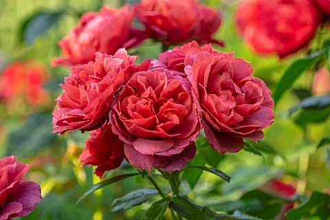 ASHCOMBE_SURREY_PLANT_PORTRAIT_OF_DARK_RED_FLOWERS_OF_ROSE_ROSA_HOT_CHOCOLATE_DECIDUOUS_ROSES_BLOOMS
