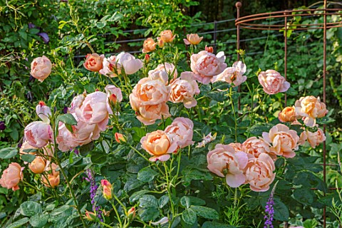 ASHCOMBE_SURREY_PLANT_PORTRAIT_OF_ORANGE_FLOWERS_OF_ROSE_ROSA_LADY_GARDENER_DECIDUOUS_ROSES_BLOOMS_B