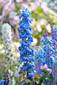ASHCOMBE, SURREY: PLANT PORTRAIT OF BLUE FLOWERS OF DELPHINIUM PANDORA, PERENNIALS, JUNE, SUMMER, FLOWERING, BLOOMING, BLOOMS