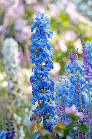 ASHCOMBE_SURREY_PLANT_PORTRAIT_OF_BLUE_FLOWERS_OF_DELPHINIUM_PANDORA_PERENNIALS_JUNE_SUMMER_FLOWERIN