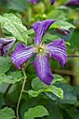 ASHCOMBE, SURREY: PLANT PORTRAIT OF BLUE, PURPLE FLOWERS OF CLEMATIS VITICELLA LITTLE BAS, JUNE, SUMMER, FLOWERING, BLOOMING, BLOOMS, CLIMBER, PERENNIALS, DECIDUOUS
