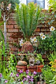 MARK GRIFFITHS GARDEN, OXFORD: WALL, PLANT STAND, TERRACOTTA CONTAINERS, CYCAS PANZHIHUAENSIS, LILIUM REGALE, ZYGOSICYOS TRIPARTITUS, PACHYPODIUM BISPINOSUM, DIOSCOREA ELEPHANTIPES