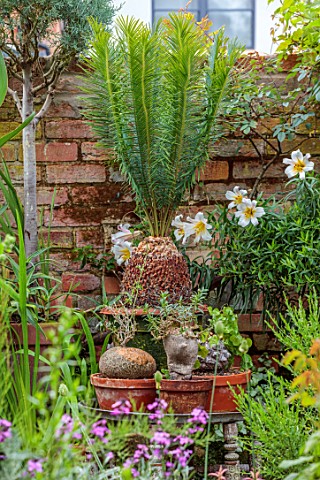 MARK_GRIFFITHS_GARDEN_OXFORD_WALL_PLANT_STAND_TERRACOTTA_CONTAINERS_CYCAS_PANZHIHUAENSIS_LILIUM_REGA