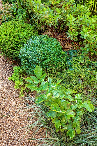 MARK_GRIFFITHS_GARDEN_OXFORD_PATH_LEAVES_FOLIAGE_GREEN_SHADE_SHADY_CLIPPED_TOPIARY