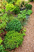 MARK GRIFFITHS GARDEN, OXFORD: GREEN FOLIAGE, LEAVES BESIDE GRAVEL PATH
