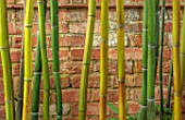 MARK GRIFFITHS GARDEN, OXFORD: CLOSE UP OF BAMBOO, PHYLLOSTACHYS VIOLASCENS, STRIPED, GREEN, YELLOW, RED, HARDY, EVERGREEN, STRIPES, STRIPEY
