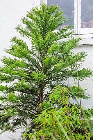 MARK_GRIFFITHS_GARDEN_OXFORD_WOLLEMIA_NOBILIS_THE_WOLLEMI_PINE_RARE_UNUSUAL_SPRING_GREEN_FOLIAGE_LEA