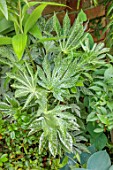 MARK GRIFFITHS GARDEN, OXFORD: CLOSE UP OF GREEN, CREAM, WHITE, VARIEGATED FOLIAGE OF FATSIA JAPONICA TSUMUGI-SHIBORI, SPIDERS WEB, LEAVES