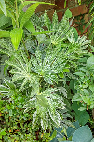 MARK_GRIFFITHS_GARDEN_OXFORD_CLOSE_UP_OF_GREEN_CREAM_WHITE_VARIEGATED_FOLIAGE_OF_FATSIA_JAPONICA_TSU