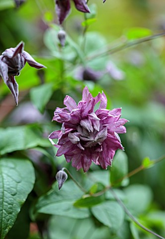 MARK_GRIFFITHS_GARDEN_OXFORD_CLOSE_UP_OF_PURPLE_FLOWERS_OF_CLEMATIS_VITICELLA_FLORE_PLENO_CLIMBERS_C
