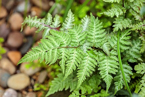 MARK_GRIFFITHS_GARDEN_OXFORD_CLOSE_UP_OF_GREEN_CREAM_VARIEGATED_LEAVES_FOLIAGE_OF_ANTHYRIUM_NIPONICU