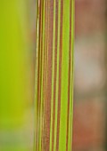 MARK GRIFFITHS GARDEN, OXFORD: CLOSE UP OF BAMBOO, PHYLLOSTACHYS VIOLASCENS, STRIPED, GREEN, YELLOW, RED, HARDY, EVERGREEN, STRIPES, STRIPEY