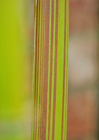MARK_GRIFFITHS_GARDEN_OXFORD_CLOSE_UP_OF_BAMBOO_PHYLLOSTACHYS_VIOLASCENS_STRIPED_GREEN_YELLOW_RED_HA