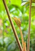 MARK GRIFFITHS GARDEN, OXFORD: CLOSE UP OF EMERGING BUD OF TETRAPANAX PAPYRIFER, SPRING, FOLIAGE, EVERGREENS, SHRUBS, LEAVES, NEW GROWTH