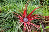 MARK GRIFFITHS GARDEN, OXFORD: CLOSE UP OF FASCICULARIA BICOLOR, CRIMSON BROMELIAD, LEAVES, WALL