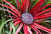 MARK GRIFFITHS GARDEN, OXFORD: CLOSE UP OF FASCICULARIA BICOLOR, CRIMSON BROMELIAD, LEAVES, WALL