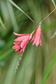 MARK GRIFFITHS GARDEN, OXFORD: CLOSE UP OF PALE PINK FLOWERS OF DIERAMA IGNEUM, ANGELS FISHING ROD, PERENNIALS