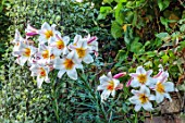 MARK GRIFFITHS GARDEN, OXFORD: CLOSE UP OF WHITE, YELLOW, ORANGE, FLOWERS OF LILIES, LILIUM REGALE, BULBS, TRUMPET