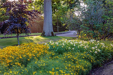 BELMONT_HOUSE_SUSSEX__DESIGN_ANTHONY_PAUL_SHADE_SHADY_BORDER_OF_YELLOW_FLOWERS_COREOPSIS_GRANDIFLORA