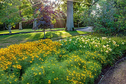BELMONT_HOUSE_SUSSEX__DESIGN_ANTHONY_PAUL_SHADE_SHADY_BORDER_OF_YELLOW_FLOWERS_COREOPSIS_GRANDIFLORA