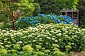 BELMONT HOUSE, SUSSEX - DESIGN ANTHONY PAUL: SUNDIAL, HYDRANGEA ARBORESCENS ANNABELLE, WHITE FLOWERS, FLOWERING, SHRUBS, BLOOMS, BLOOMING, WOODEN SUMMERHOUSE, SHADE, SHADY