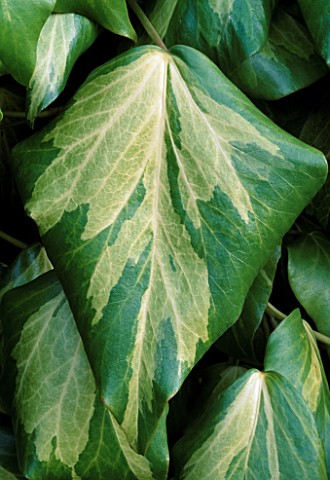 HEDERA_COLCHICA_SULPHUR_HEART_PADDYS_PRIDE_BARNSLEY_HOUSE__GLOUCESTERSHIRE
