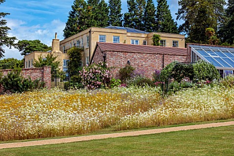 ALDERWOOD_HOUSE_KENT_VIEW_OF_HOUSE_WITH_WILDFLOWER_MEADOW_WALL_GREENHOUSE_AMMI_MAJUS_BISHOPS_FLOWER_
