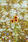 ALDERWOOD HOUSE, KENT: CLOSE UP OF YELLOW, RED, FLOWER OF COREOPSIS TINCTORIA, AMMI MAJUS, WHITE, SUMMER, HARDY ANNUALS, BIENNIALS, MEADOWS