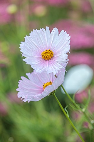 ALDERWOOD_HOUSE_KENT_CLOSE_UP_OF_PINK_FLOWERS_OF_COSMOS_BIPINNATUS_CUP_CAKES_SUMMER_HALF_HARDY_ANNUA