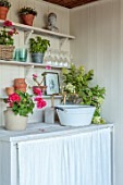ASHBROOK HOUSE, NORTHAMPTONSHIRE, DESIGNER JOSEPHINE MAYDON - SINK, TABLE, SHELVES, CONTAINERS, GERANIUMS, SHED, GARDEN ROOM