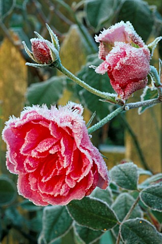 ROSA_FELICIA_DUSTED_WITH_FROST_WHITE_WINDOWS__HAMPSHIRE