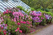 LARCH COTTAGE NURSERIES, CUMBRIA: STATUE, BORDER OF PHLOX, BORDERS, ORNAMENTS, FORMAL, PINK FLOWERS, SUMMER, GREENHOUSE
