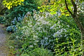 LARCH COTTAGE NURSERIES, CUMBRIA: CAMPANULA LACTIFLORA WHITE SELECTION, ASTRANTIA IN BORDER, SUMMER, JULY, BESIDE PATH