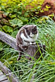 LARCH COTTAGE NURSERIES, CUMBRIA: CAT SITTING ON A WOODEN BRIDGE, PETS