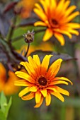 LARCH COTTAGE NURSERIES, CUMBRIA: CLOSE UP OF YELLOW, ORANGE, FLOWERS OF HELIOPSIS BURNING HEARTS, FALSE SUNFLOWER, PERENNIALS, SUMMER, JULY