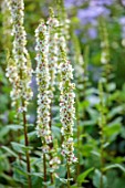 LARCH COTTAGE NURSERIES, CUMBRIA: CLOSE UP OF WHITE FLOWERS OF VERBASCUM CHAIXII ALBUM, FLOWERING, BLOOMS, BLOOMING, JULY, SUMMER