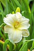 LARCH COTTAGE NURSERIES, CUMBRIA: CLOSE UP PLANT PORTRAIT OF THE PALE LEMON, YELLOW FLOWERS OF DAY LILY, HEMEROCALLIS JOAN SENIOR, PERENNIAL, BLOOMS, BLOOMING, FLOWERING