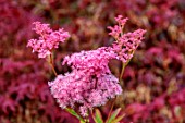 LARCH COTTAGE NURSERIES, CUMBRIA: CLOSE UP PLANT PORTRAIT OF THE PINK FLOWERS OF FILIPENDULA RUBRA VENUSTA, PERENNIALS, BLOOMS, BLOOMING, FLOWERING, JULY, SUMMER
