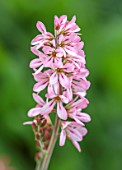 LARCH COTTAGE NURSERIES, CUMBRIA: CLOSE UP PLANT PORTRAIT OF THE PALE, PINK, FLOWERS OF FRANCOA SONCHIFOLIA PINK BOUQUET, PERENNIALS, BLOOMS, BLOOMING, FLOWERING, JULY, SUMMER