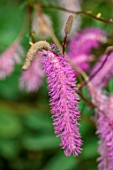 LARCH COTTAGE NURSERIES, CUMBRIA: CLOSE UP PLANT PORTRAIT OF THE PINK FLOWERS OF SANGUISORBA HAKUSANENSIS LILAC SQUIRREL, PERENNIALS, BLOOMS, BLOOMING, FLOWERING, JULY, SUMMER