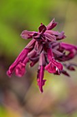 LARCH COTTAGE NURSERIES, CUMBRIA: CLOSE UP OF RED, DARK, PINK FLOWERS OF SALVIA LOVE AND WISHES, SAGES, PERENNIALS, SUMMER, JULY, DECIDUOUS, HERBACEOUS