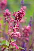 LARCH COTTAGE NURSERIES, CUMBRIA: CLOSE UP OF PINK, DARK RED FLOWERS OF SALVIA WENDYS WISH, SAGES, PERENNIALS, SUMMER, JULY, DECIDUOUS, HERBACEOUS