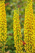 LARCH COTTAGE NURSERIES, CUMBRIA: CLOSE UP OF YELLOW, GOLDEN, FLOWERS OF LIGULARIA PRZEWALSKII, PERENNIALS, PETALS, FLOWERING, BLOOMS, BLOOMING, SUMMER, JULY