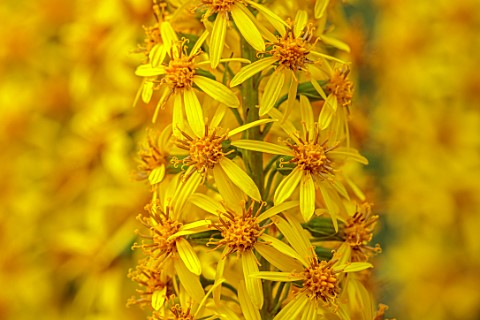 LARCH_COTTAGE_NURSERIES_CUMBRIA_CLOSE_UP_PORTRAIT_OF_THE_YELLOW_FLOWERS_OF_LIGULARIA_PRZEWALSKII_THE
