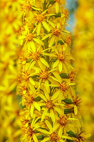 LARCH_COTTAGE_NURSERIES_CUMBRIA_CLOSE_UP_PORTRAIT_OF_THE_YELLOW_FLOWERS_OF_LIGULARIA_PRZEWALSKII_THE