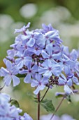 LARCH COTTAGE NURSERIES, CUMBRIA: CLOSE UP PORTRAIT OF THE PALE BLUE, PINK, FLOWERS OF PHLOX
