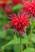 LARCH COTTAGE NURSERIES, CUMBRIA: CLOSE UP PORTRAIT OF THE RED FLOWERS OF MONARDA DIDYMA GARDENVIEW SCARLET, SUMMER, PERENNIALS